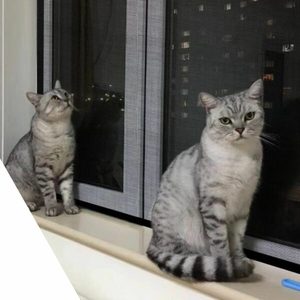 Products: Cat Proof Fly Screen & Save - NZ Wide Delivery