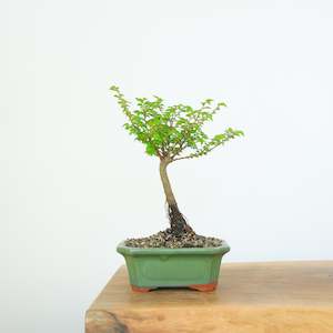 Chinese Elm (Indoor)