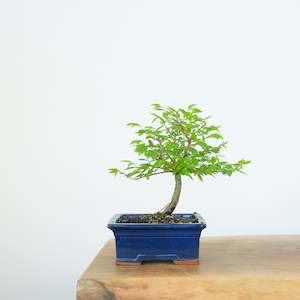 Chinese Elm (Indoor)