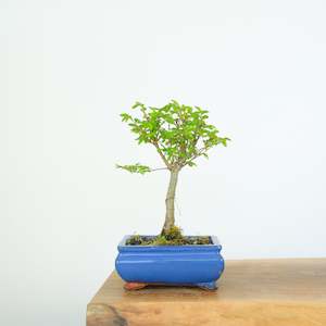 Chinese Elm (Indoor)