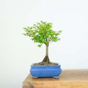 Chinese Elm (Indoor)