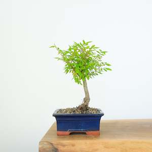 Chinese Elm (Indoor)