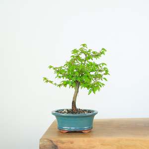 Chinese Elm (Indoor)