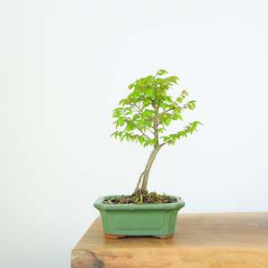 Chinese Elm (Indoor)