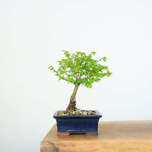 Chinese Elm (Indoor)