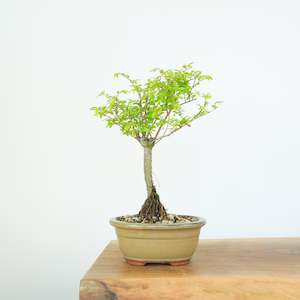 Chinese Elm (Indoor)