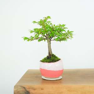 Chinese Elm № 7 (Indoor)
