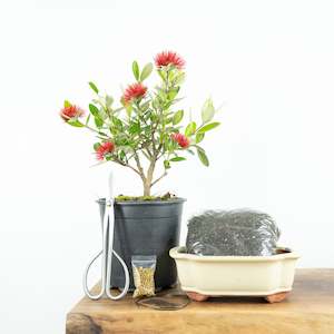 Gift Cards: Native Pohutukawa