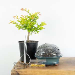 Gift Cards: Chinese Elm (Indoor)