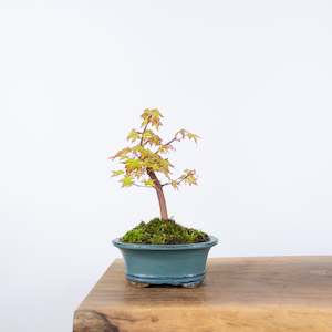 Bonsai Trees: Japanese Maple