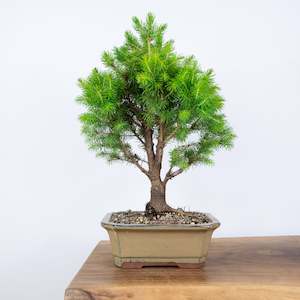 7 Years: Spruce Christmas Tree