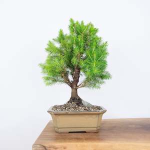 Spruce Christmas Tree