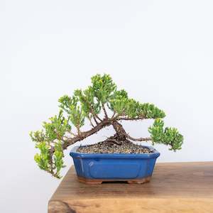 8 Bonsai Trees: Japanese Juniper