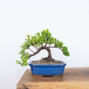 Japanese Juniper
