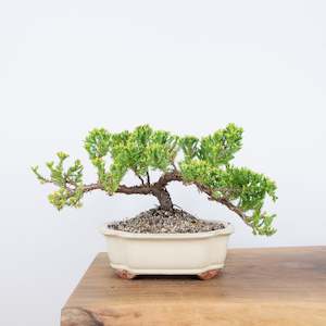 Japanese Juniper