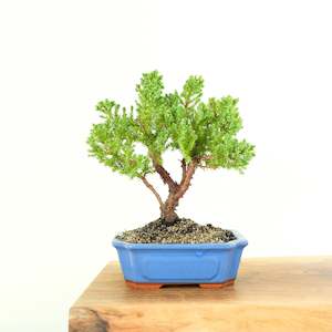 Japanese Juniper
