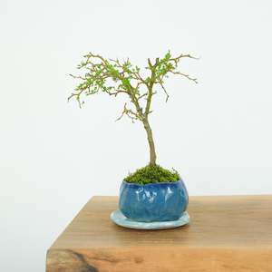 Artisan Range: Kowhai № 5