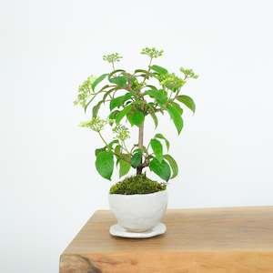 Artisan Range: Japanese Snowball № 2