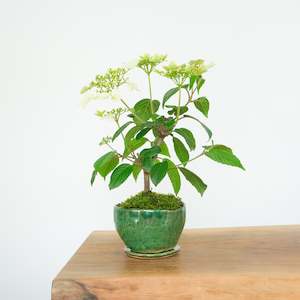 Artisan Range: Japanese Snowball № 1