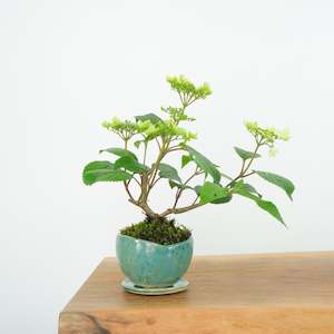 Artisan Range: Japanese Snowball № 7