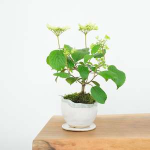 Artisan Range: Japanese Snowball № 6