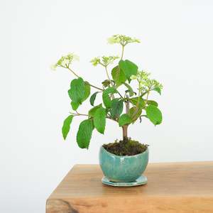 Japanese Snowball № 5