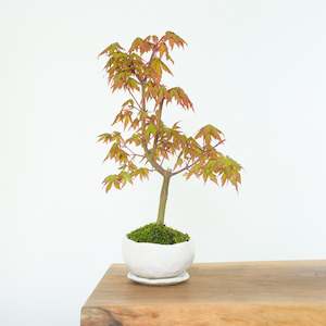 Artisan Range: Japanese Maple № 3