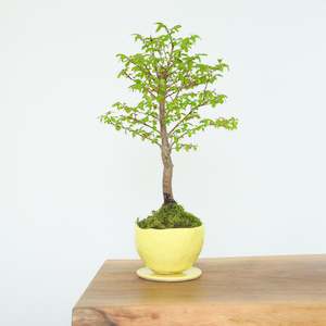 Chinese Elm № 2 (Indoor)
