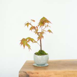 Japanese Maple № 4