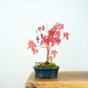 Japanese Maple