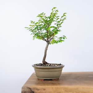 Chinese Elm (Indoor)