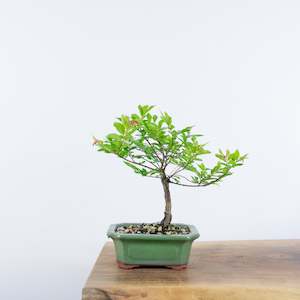 Chinese Elm (Indoor)