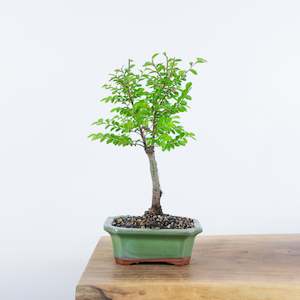 Chinese Elm (Indoor)