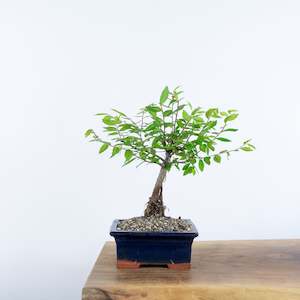 Chinese Elm (Indoor)