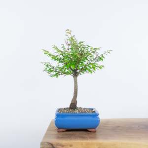 Chinese Elm (Indoor)