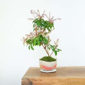 Pieris: Japanese Pieris № 5