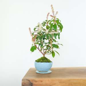 Pieris: Japanese Pieris № 4