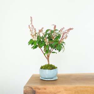 Japanese Pieris № 11