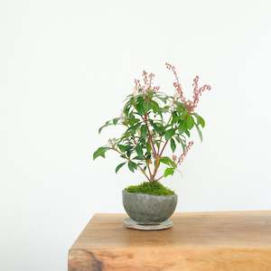 Pieris: Japanese Pieris № 10