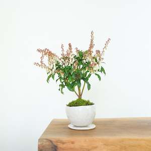 Pieris: Japanese Pieris № 9