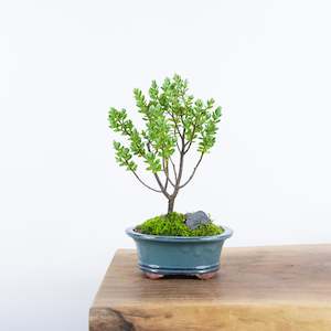 Miscellaneous: Native Hebe