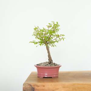 Chinese Elm (Indoor)