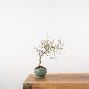 Artisan Range: Kowhai № 1