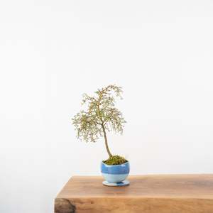 Artisan Range: Kowhai № 7