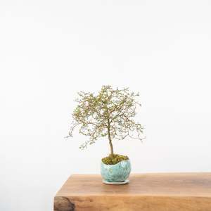 Artisan Range: Kowhai № 6