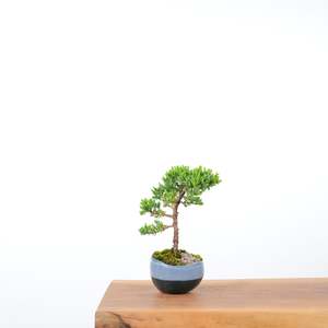 Japanese Juniper (Handmade Pot)