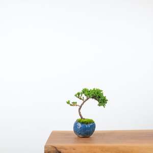 Japanese Juniper (Handmade Pot)