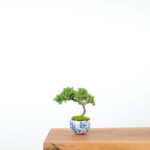 Japanese Juniper (Handmade Pot)