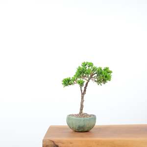 Japanese Juniper (Handmade Pot)