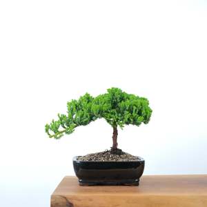 Japanese Juniper